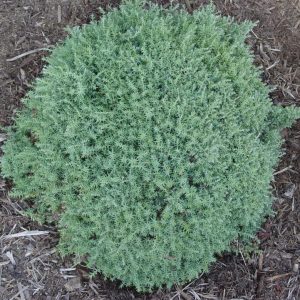 CHAMAECYPARIS OBTUSA `BLUE FEATHERS`