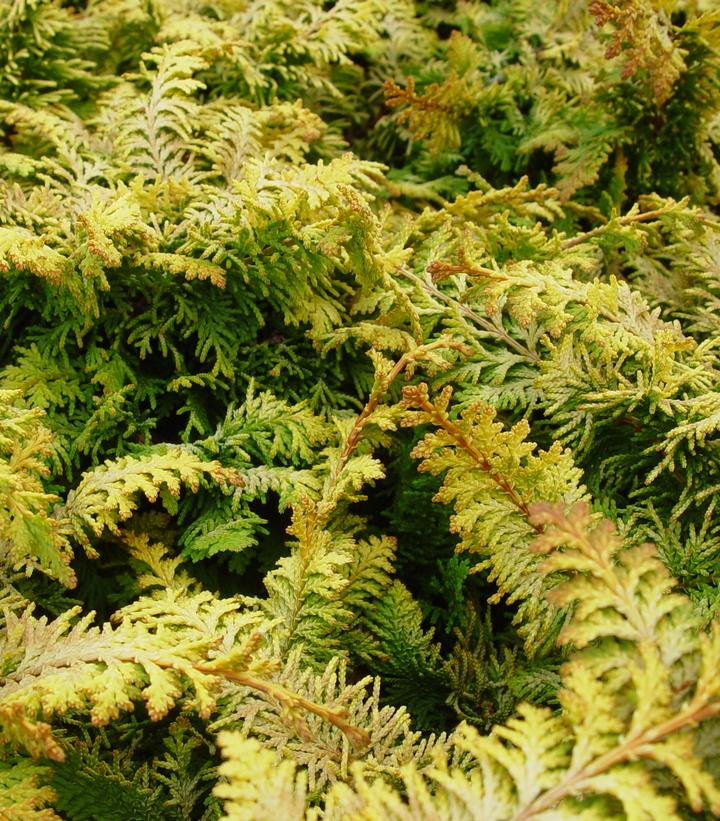 CHAMAECYPARIS OBTUSA `FERNSPRAY GOLD`