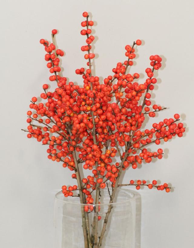 ILEX VERTICILLATA MAGICAL `SHOWTIME`
