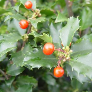 ILEX X MESERVEAE `BERRYIFIC`
