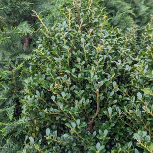 ILEX CRENATA `STEEDS`