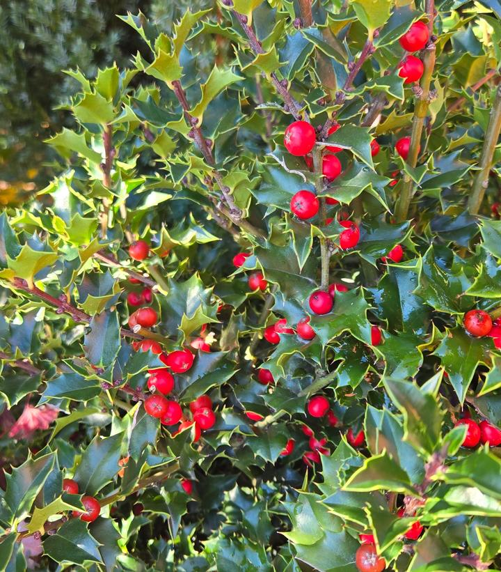 ILEX X RUTZAN `RED BEAUTY`