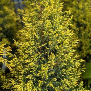 JUNIPERUS COMMUNIS `GOLD CONE`